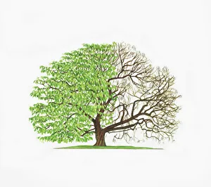 Illustration of Catalpa bignonioides (Indian Bean Tree) showing shape of tree with Illustration of Catalpa bignonioides (Indian Bean Tree) showing shape of tree with