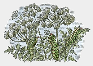 Illustration of caterpillars feeding on leaves Illustration of caterpillars feeding on leaves