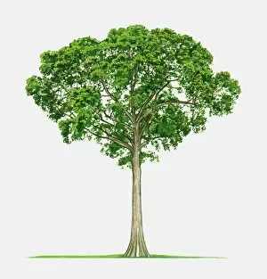 Herb Gallery: Illustration of Ceiba pentandra (Kapok), a tall tropical tree