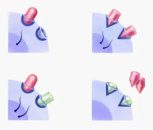 Illustration of cell reaction to agonist drug (left) and to antagonist drug (right) Illustration of cell reaction to agonist drug (left) and to antagonist drug (right)