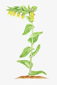 Illustration of Cerinthe glabra (Smooth honeywort), tubular yellow flowers on single stem Illustration of Cerinthe glabra (Smooth honeywort), tubular yellow flowers on single stem