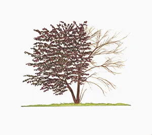 Illustration of Ceris canadensis Forest Pansy (Redbud) showing shape of tree with Illustration of Ceris canadensis Forest Pansy (Redbud) showing shape of tree with