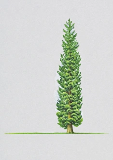 Illustration of Chamaecyparis thyoides (White Cypress) tree Illustration of Chamaecyparis thyoides (White Cypress) tree