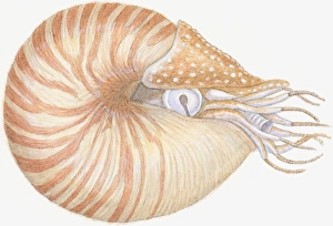 Illustration of Chambered Nautilus (Nautilus pompilius), mollusc with striped brown shell Illustration of Chambered Nautilus (Nautilus pompilius), mollusc with striped brown shell