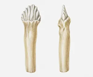 Illustration of the cheek teeth of an Edmontonia dinosaur, Cretaceous period Illustration of the cheek teeth of an Edmontonia dinosaur, Cretaceous period