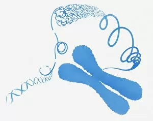 DNA Collection: Illustration of chromosome structure
