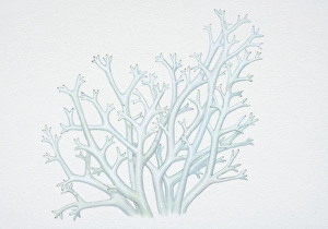 Images Dated 20th September 2006: Illustration, cladina rangiferina, Reindeer Lichen
