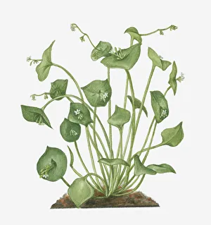Illustration of Claytonia perfoliata (Winter Purslane) bearing small white flowers Illustration of Claytonia perfoliata (Winter Purslane) bearing small white flowers