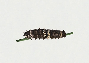 Illustration of Clearwing Swallowtail or Big Greasy (Cressida cressida) caterpillar on green stem Illustration of Clearwing Swallowtail or Big Greasy (Cressida cressida) caterpillar on green stem