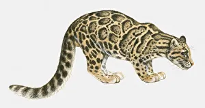 Illustration of Clouded Leopard (Neofelis nebulosa), standing Illustration of Clouded Leopard (Neofelis nebulosa), standing
