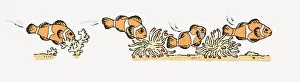 Illustration of Clown Fish (Amphiprion Ocellaris,) swimming near ocean floor Illustration of Clown Fish (Amphiprion Ocellaris,) swimming near ocean floor