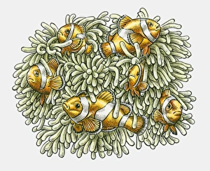 Illustration of Clown Fish in tentacles of Sea Anenome Illustration of Clown Fish in tentacles of Sea Anenome