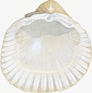Illustration of empty cockle shell showing posterior and anterior abductor muscle scars Illustration of empty cockle shell showing posterior and anterior abductor muscle scars