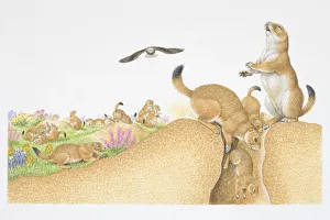 Illustration, colony of Prairie Dogs (Cynomys sp.), shown playing, digging Illustration, colony of Prairie Dogs (Cynomys sp.), shown playing, digging