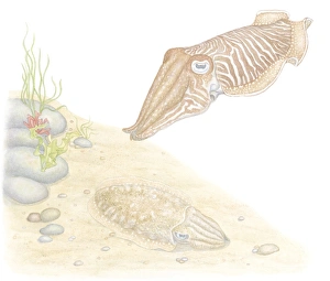 Illustration of Common Cuttlefish (Sepia officinalis), invertebrate molluscs with Illustration of Common Cuttlefish (Sepia officinalis), invertebrate molluscs with