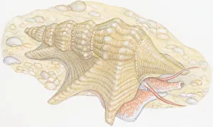 Illustration of Common Pelicans Foot (Aporrhais pespelecani), snail with long snout Illustration of Common Pelicans Foot (Aporrhais pespelecani), snail with long snout
