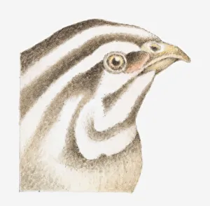 Illustration of Common Quail (Coturnix coturnix) with brown and white striped head Illustration of Common Quail (Coturnix coturnix) with brown and white striped head