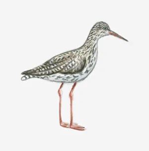 Illustration of Common redshank (Tringa totanus) Illustration of Common redshank (Tringa totanus)