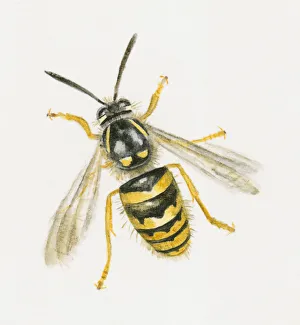 Wasp Gallery: Illustration of Common Wasp (Vespula vulgaris)