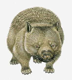 Images Dated 13th April 2010: Illustration of Common Wombat (Vombatus ursinus)