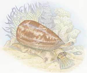 Illustration of Cone Snail (Conus Striatus), drawing prey into mouth below proboscis Illustration of Cone Snail (Conus Striatus), drawing prey into mouth below proboscis