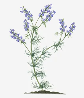 Illustration of Consolida ajacis syn. Consolida ambigua (Larkspur) bearing blue flower spikes on long stems with green Illustration of Consolida ajacis syn. Consolida ambigua (Larkspur) bearing blue flower spikes on long stems with green