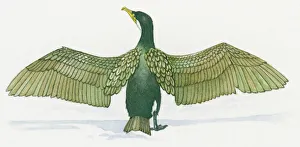 Illustration of Cormorant (Phalacrocorax) with spread wings Illustration of Cormorant (Phalacrocorax) with spread wings