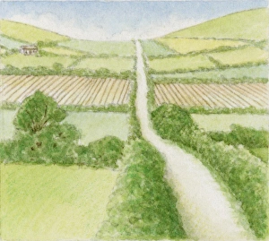 Illustration of country road through agricultural fields Illustration of country road through agricultural fields