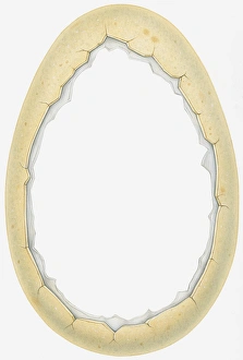 Illustration of cracks around thick outer shell of empty dinosaur egg Illustration of cracks around thick outer shell of empty dinosaur egg