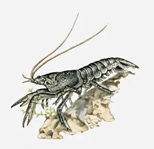 Illustration of a crayfish