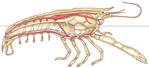 Illustration of Crayfish (Austropotamobius), showing circulatory system Illustration of Crayfish (Austropotamobius), showing circulatory system