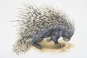 Illustration, Crested Porcupine (Hystrix cristata) digging in ground, side view Illustration, Crested Porcupine (Hystrix cristata) digging in ground, side view
