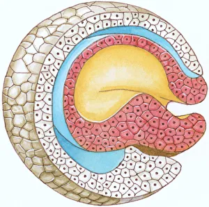 Illustration of cross-section of embryo forming the blastophore Illustration of cross-section of embryo forming the blastophore