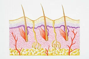Images Dated 23rd April 2008: Illustration of cross section of human skin with heat trapped by erect hairs