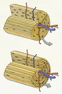 Illustration of cross section of normal bone structure with blood vessels in central canal Illustration of cross section of normal bone structure with blood vessels in central canal