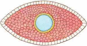 Illustration of cross section showing how early stage embryo of Flatworm (Phylum Platyhelminthes)