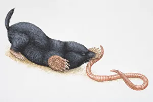 Illustration, crouching European Mole (Talpidae) catching earthworm in its mouth, side view Illustration, crouching European Mole (Talpidae) catching earthworm in its mouth, side view