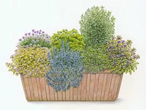 Illustration of culinary window box planted with Parsley, Chives, Sage, Rosemary, Bay Laurel, Summer