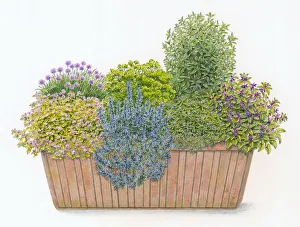 Illustration of culinary window box planted with Parsley, Chives, Sage, Rosemary Illustration of culinary window box planted with Parsley, Chives, Sage, Rosemary