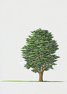 Illustration of Cupressus macrocarpa (Monterey Cypress) tree Illustration of Cupressus macrocarpa (Monterey Cypress) tree