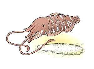 Images Dated 19th February 2008: Illustration of Cuttlefish and shell on sand