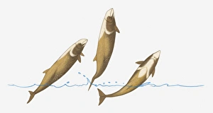 Illustration of Cuviers Beaked Whale (Ziphius cavirostris) breaching (leaping Illustration of Cuviers Beaked Whale (Ziphius cavirostris) breaching (leaping