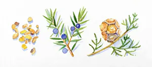 Illustration of cypress leaves and pinecone on stem, Juniper flowers, leaves and berries Illustration of cypress leaves and pinecone on stem, Juniper flowers, leaves and berries