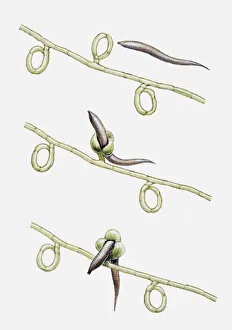 Eelworm Gallery: Illustration of Dactylaria fungus trapping and digesting an eelworm, multiple image