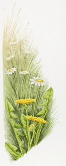 Illustration of Dandelions (Taraxacum officinale) and common European Daisies Illustration of Dandelions (Taraxacum officinale) and common European Daisies