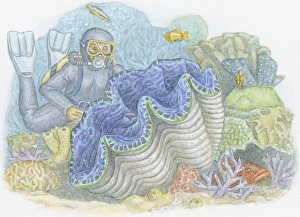 Illustration of deep-sea diver wearing wetsuit looking at Giant Clam (Tridacna gigas) Illustration of deep-sea diver wearing wetsuit looking at Giant Clam (Tridacna gigas)