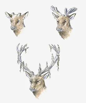 Illustration of deer antler development through the seasons Illustration of deer antler development through the seasons