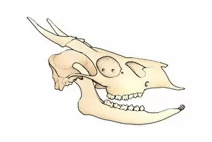 Images Dated 19th February 2008: Illustration of Deer skull with open jaw showing teeth