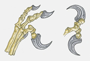 Illustration of Deinonchus foot showing large talons Illustration of Deinonchus foot showing large talons