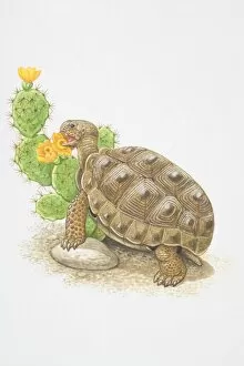 Images Dated 30th August 2006: Illustration, Desert Tortoise (Gopherus agassizii) feeding on flowering cactus plant, side view